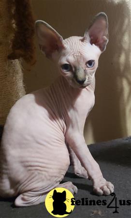 Barenakedsphynx Picture 1